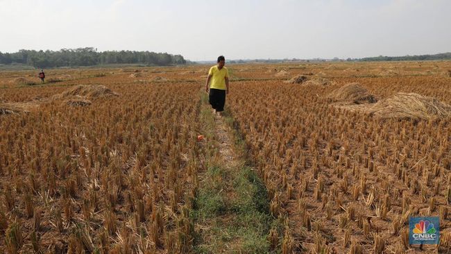 foto suasana lahan pertanian yang mengalami kekeringan akibat dari musim kemarau, desa ridogalih, kecamatan cibarusah, jawa barat (cnbc indonesia muhammad sabki
